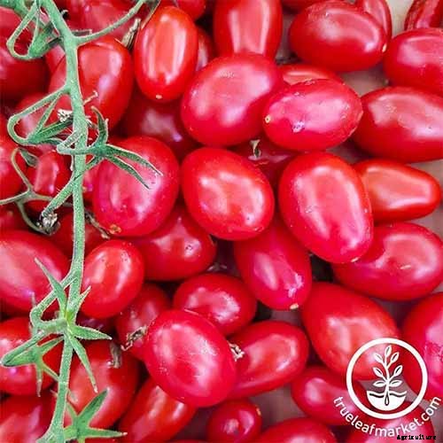 15 of the Best Tomato Hybrids for Your Veggie Patch