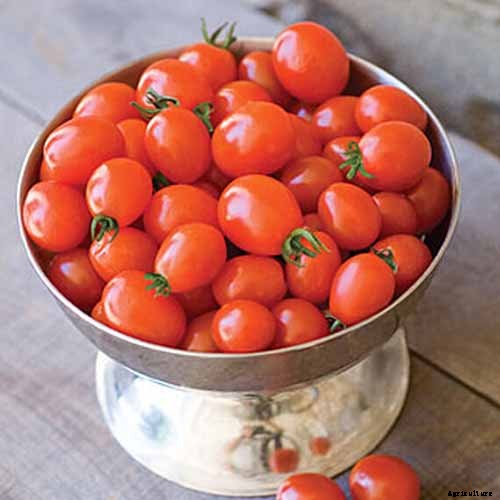 15 of the Best Tomato Hybrids for Your Veggie Patch