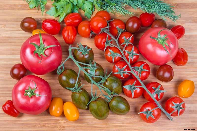 15 of the Best Tomato Hybrids for Your Veggie Patch