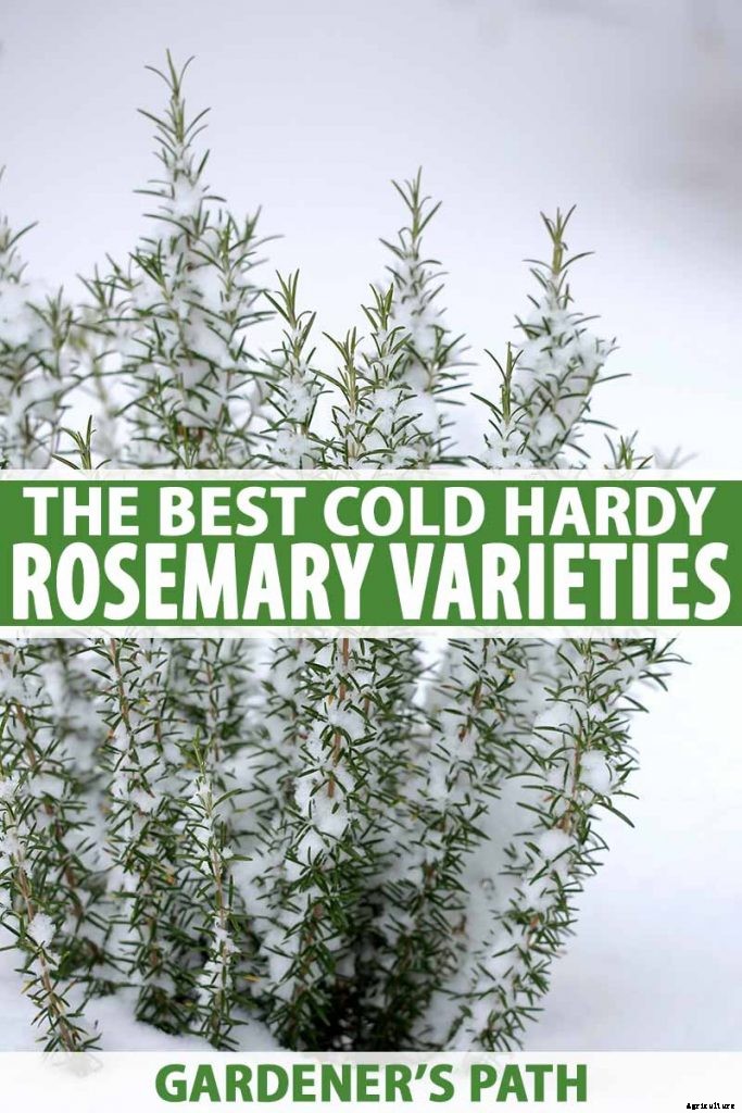 The Best Cold Hardy Rosemary Varieties