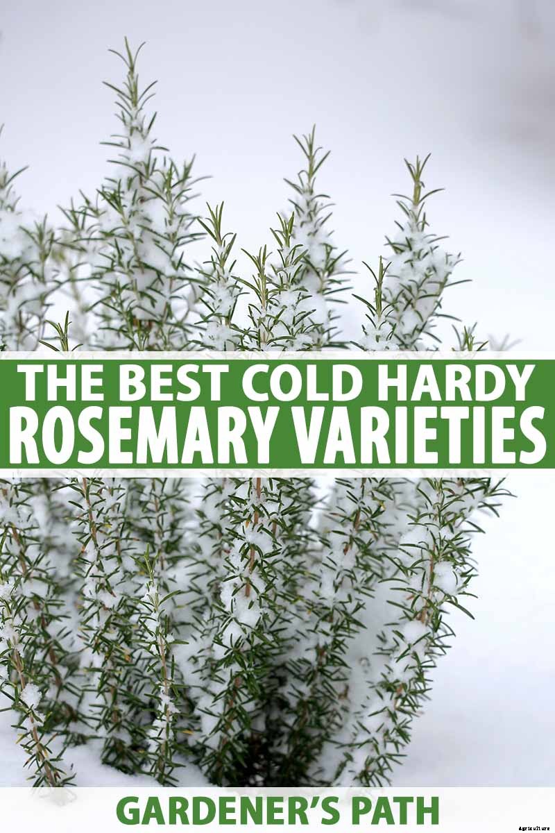 The Best Cold Hardy Rosemary Varieties