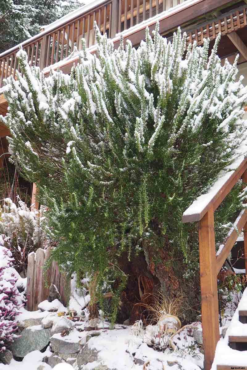 The Best Cold Hardy Rosemary Varieties