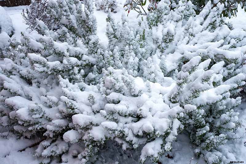 The Best Cold Hardy Rosemary Varieties