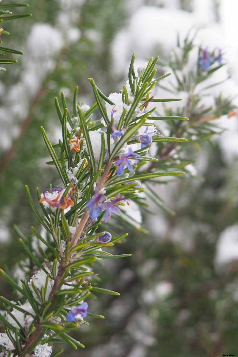 The Best Cold Hardy Rosemary Varieties