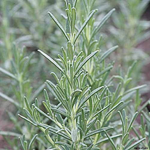 The Best Cold Hardy Rosemary Varieties