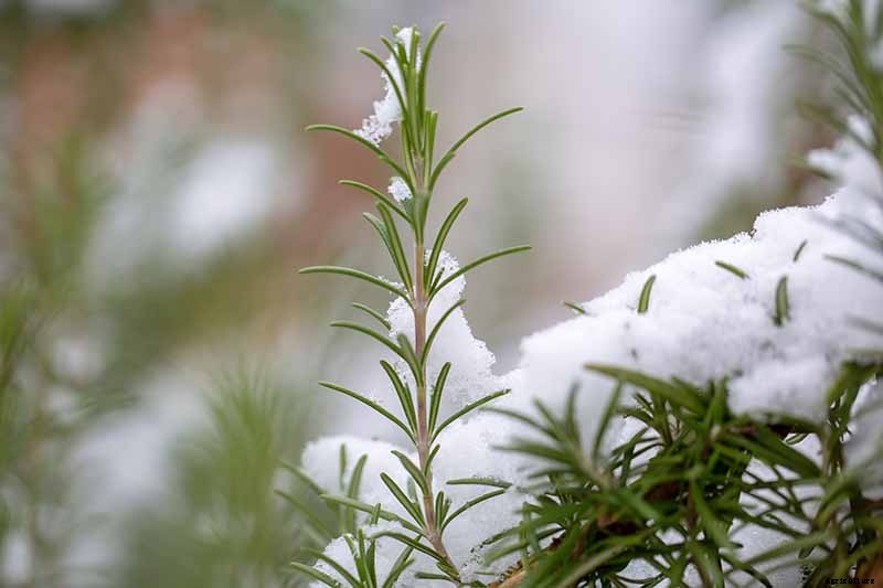 The Best Cold Hardy Rosemary Varieties