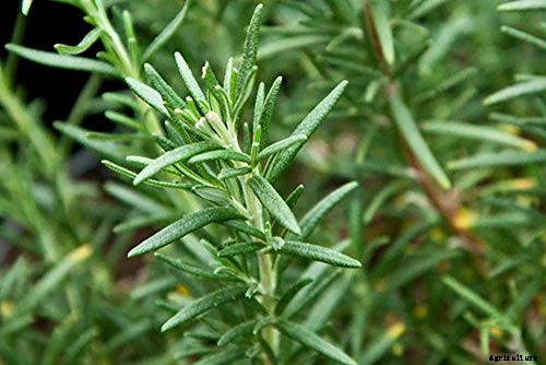 The Best Cold Hardy Rosemary Varieties