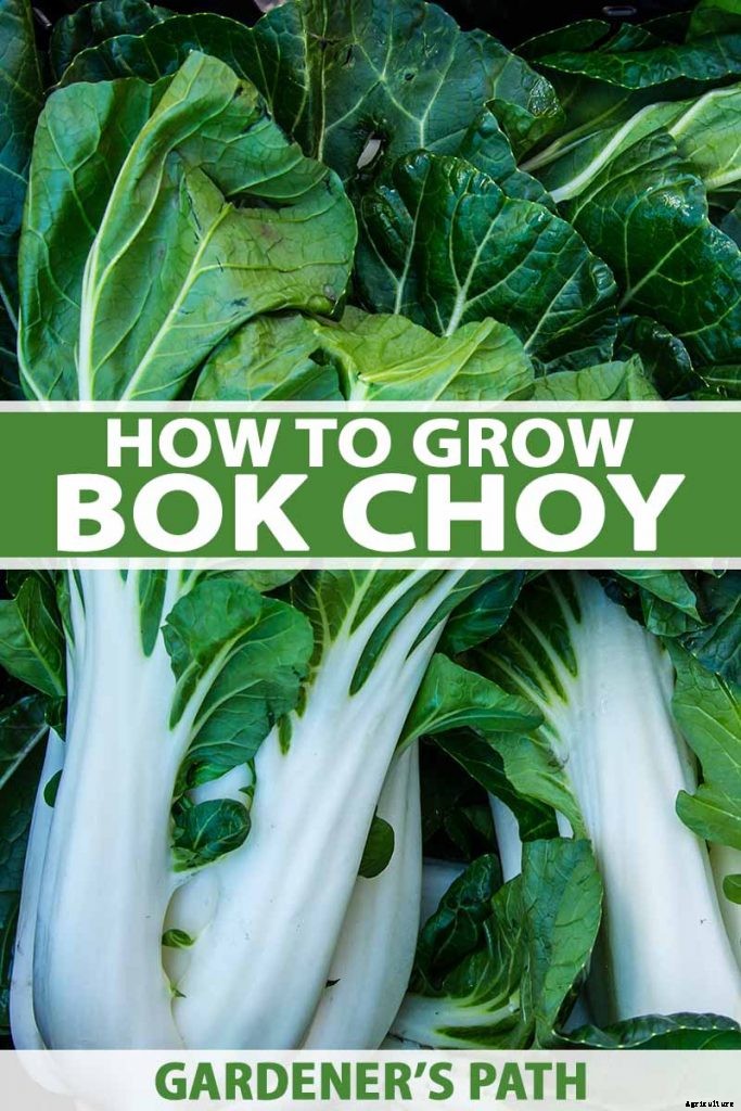 How to Grow Bok Choy