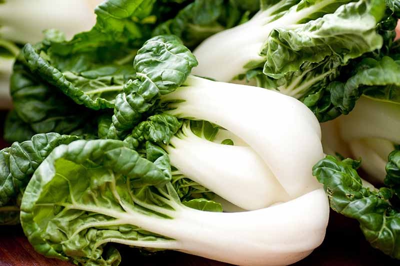 How to Grow Bok Choy