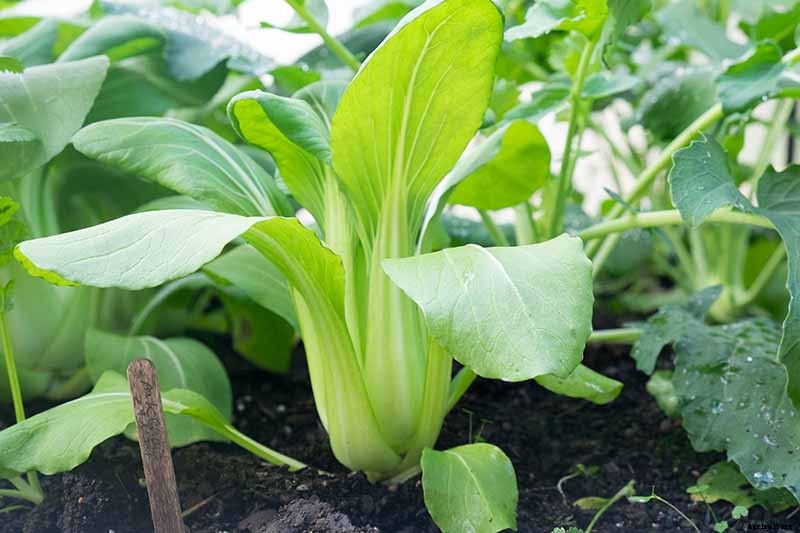How to Grow Bok Choy
