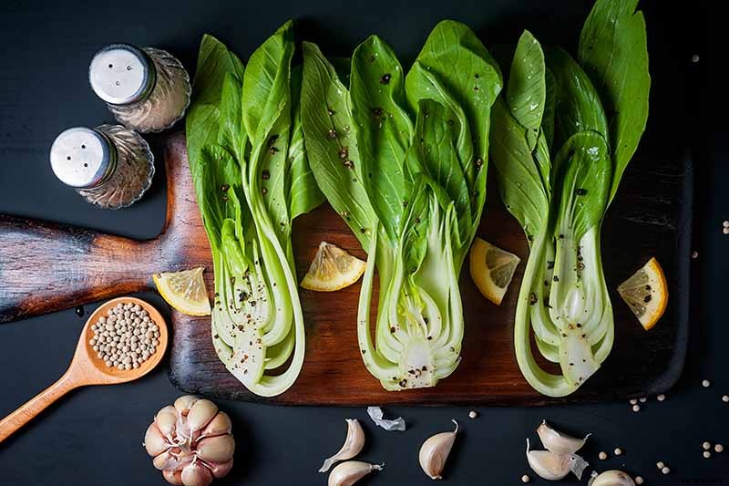 How to Grow Bok Choy