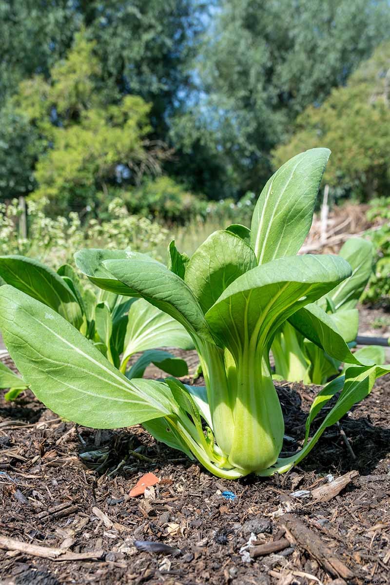 How to Grow Bok Choy
