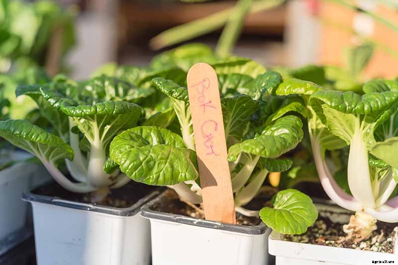 How to Grow Bok Choy