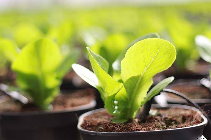How to Grow Bok Choy
