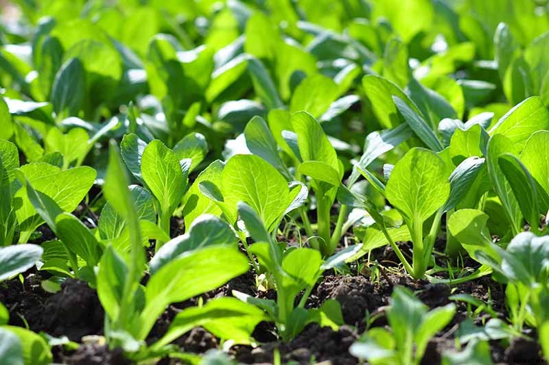 How to Grow Bok Choy
