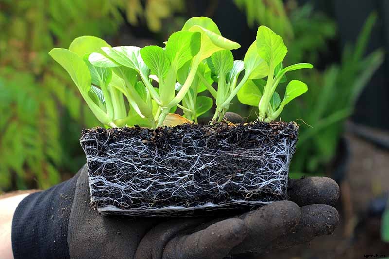 How to Grow Bok Choy