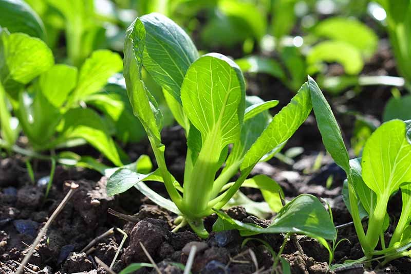 How to Grow Bok Choy