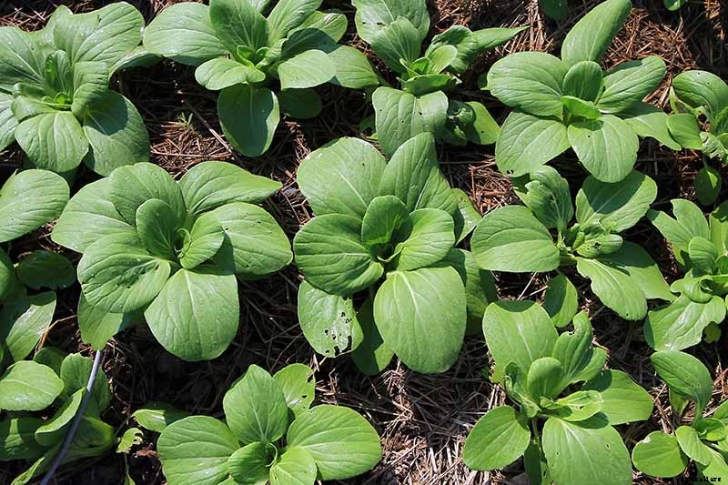 How to Grow Bok Choy