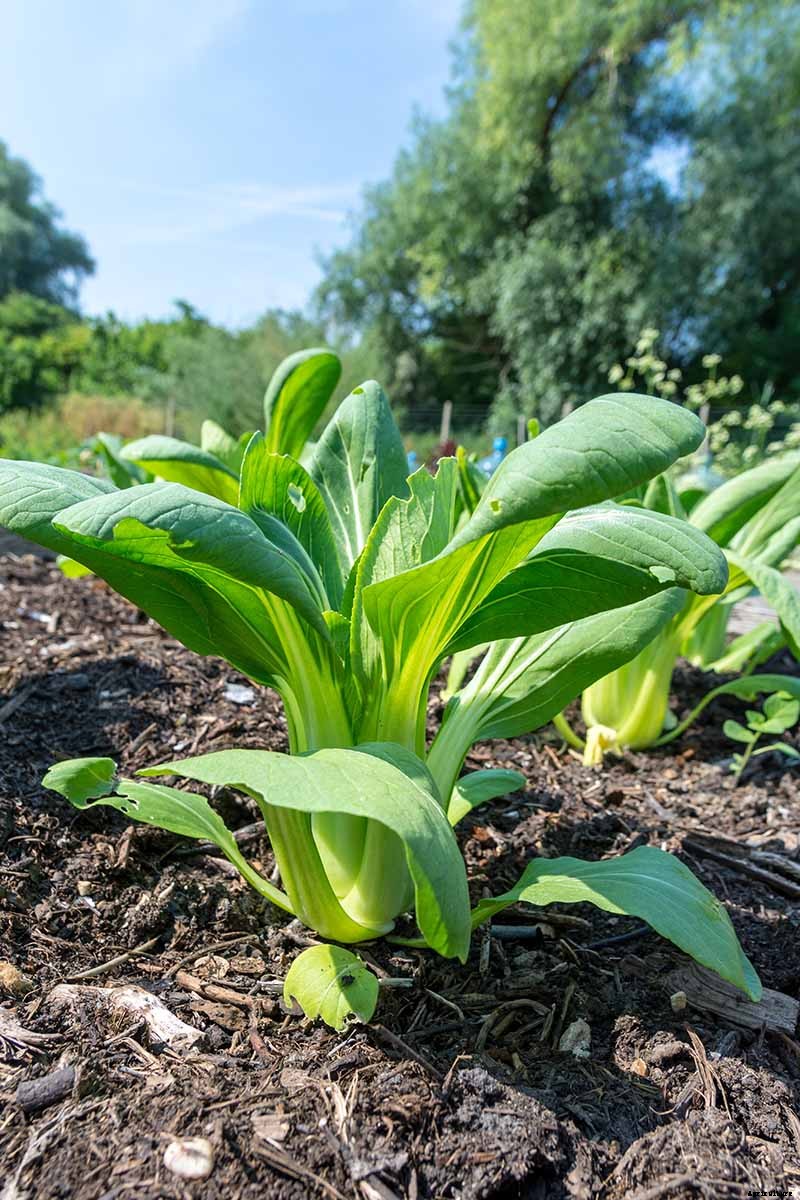 How to Grow Bok Choy