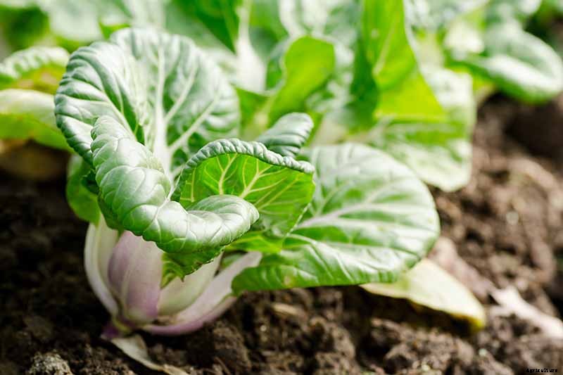 How to Grow Bok Choy