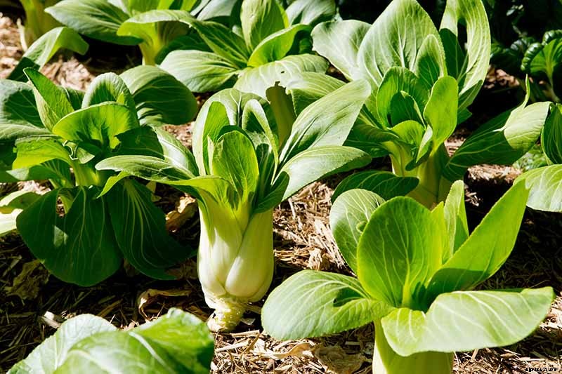 How to Grow Bok Choy