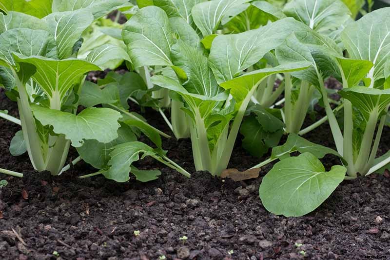 How to Grow Bok Choy
