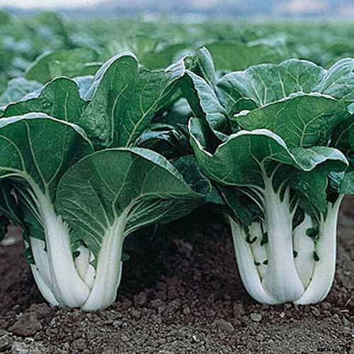 How to Grow Bok Choy