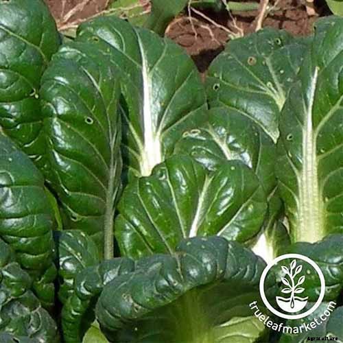 How to Grow Bok Choy