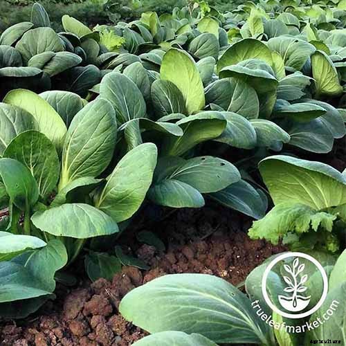 How to Grow Bok Choy