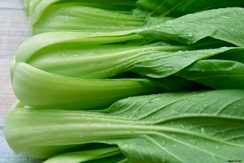 How to Grow Bok Choy