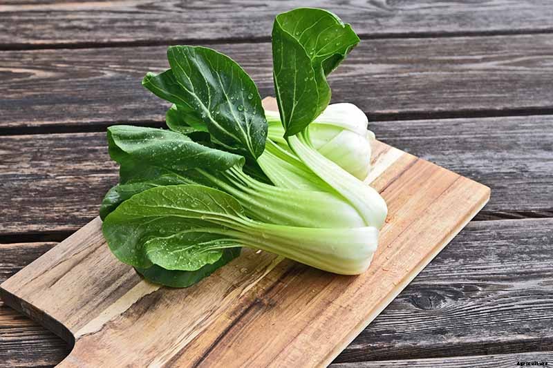How to Grow Bok Choy