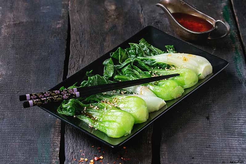 How to Grow Bok Choy