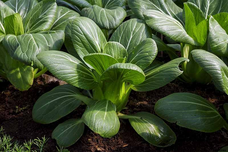 How to Grow Bok Choy
