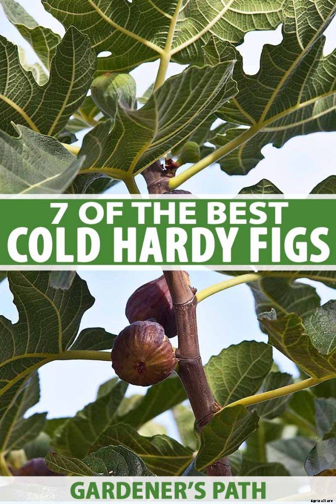 7 of the Best Cold Hardy Fig Trees