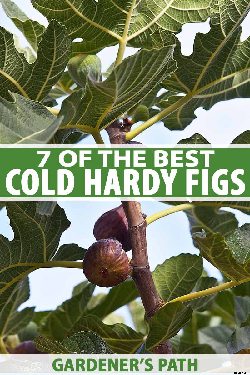 7 of the Best Cold Hardy Fig Trees