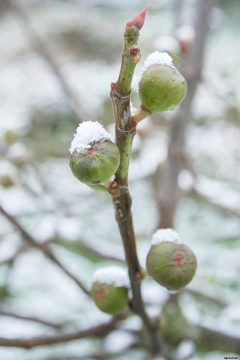 7 of the Best Cold Hardy Fig Trees