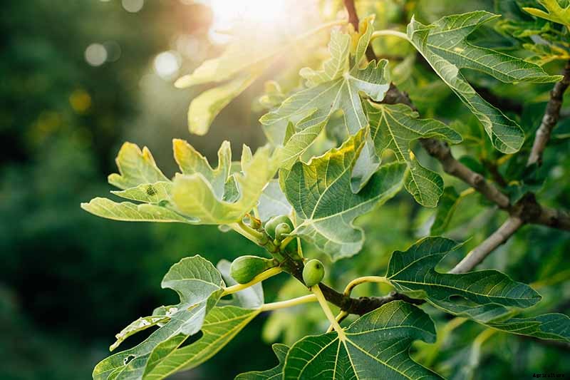 7 of the Best Cold Hardy Fig Trees