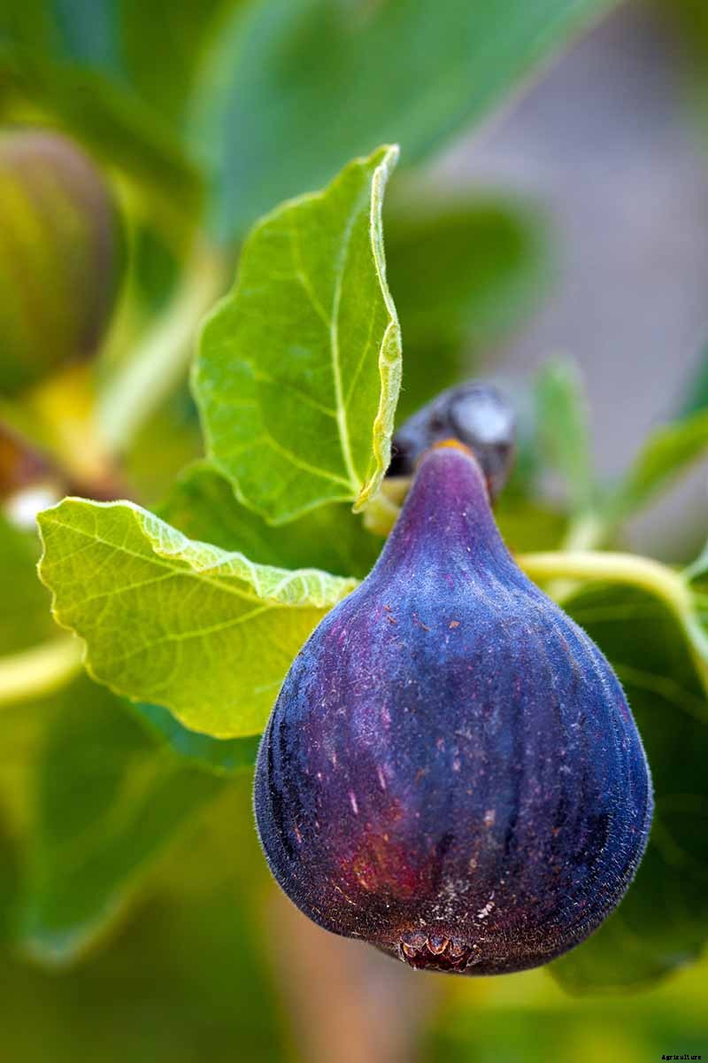 7 of the Best Cold Hardy Fig Trees