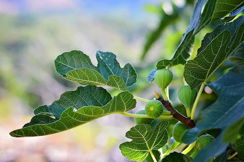 7 of the Best Cold Hardy Fig Trees