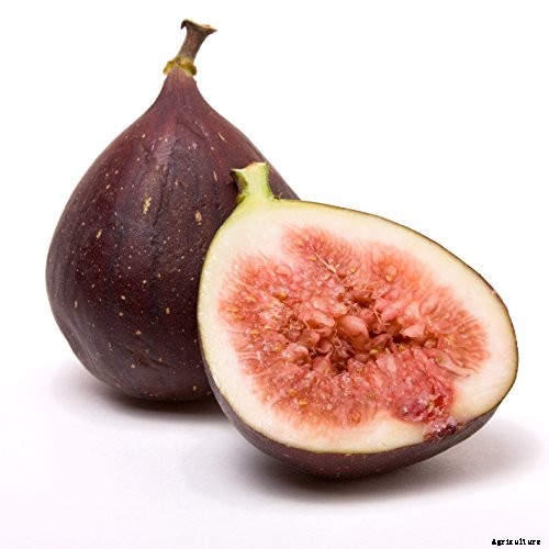 7 of the Best Cold Hardy Fig Trees