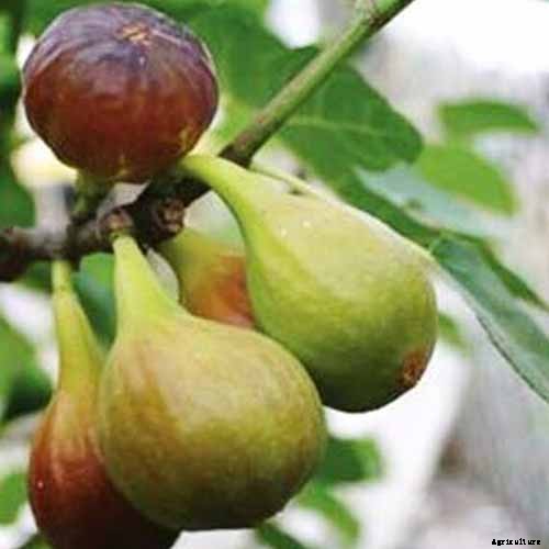 7 of the Best Cold Hardy Fig Trees