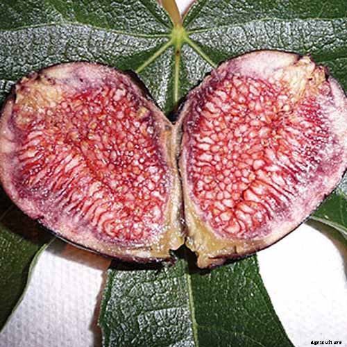 7 of the Best Cold Hardy Fig Trees