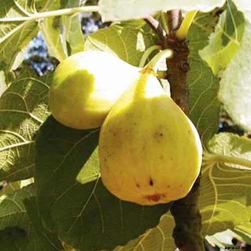 7 of the Best Cold Hardy Fig Trees