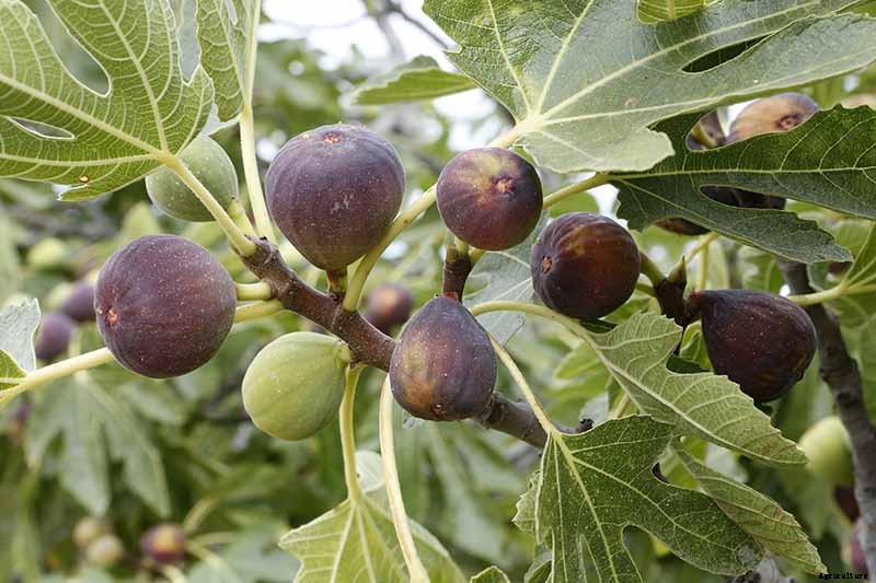 7 of the Best Cold Hardy Fig Trees