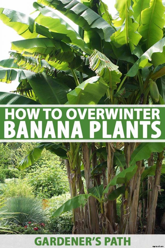 How to Overwinter Banana Plants