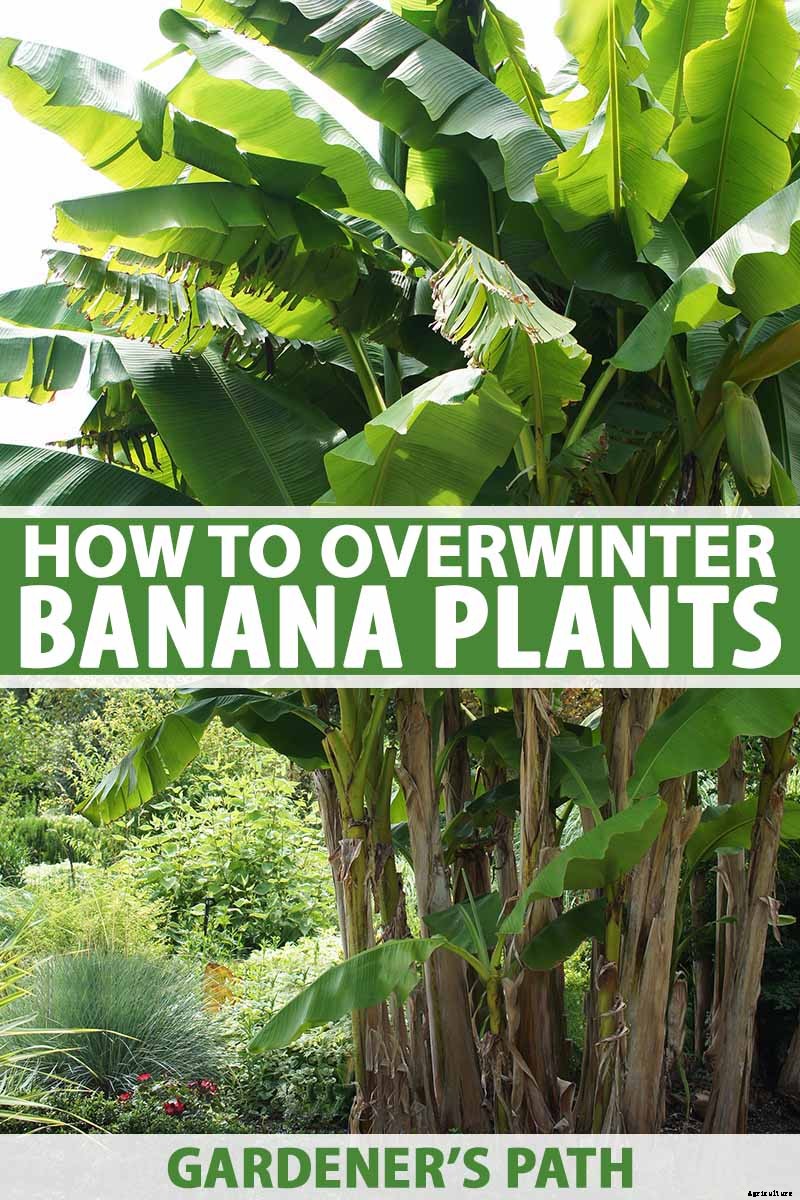 How to Overwinter Banana Plants