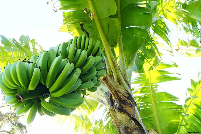 How to Overwinter Banana Plants