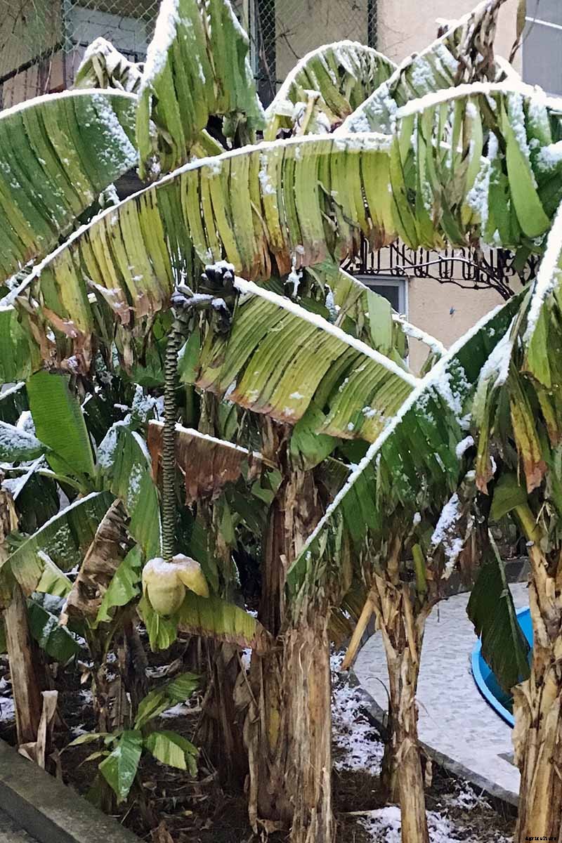 How to Overwinter Banana Plants