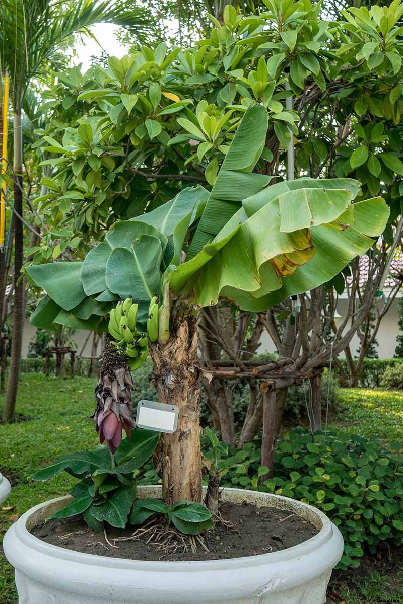 How to Overwinter Banana Plants