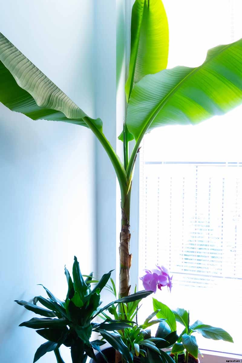 How to Overwinter Banana Plants